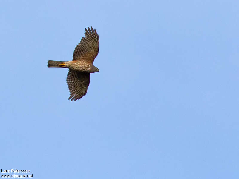 Black-mantled Goshawk