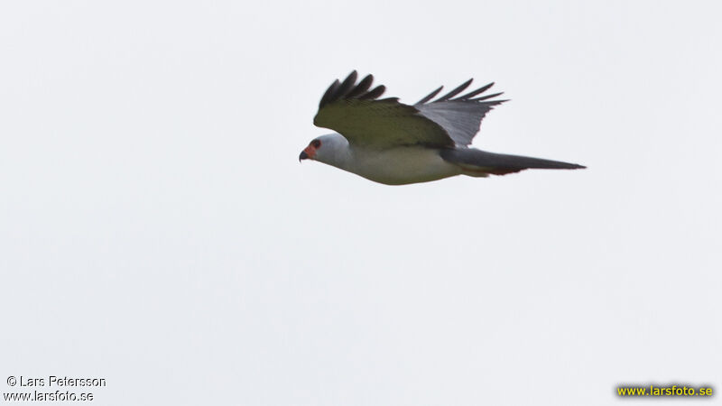 Grey-headed Goshawk