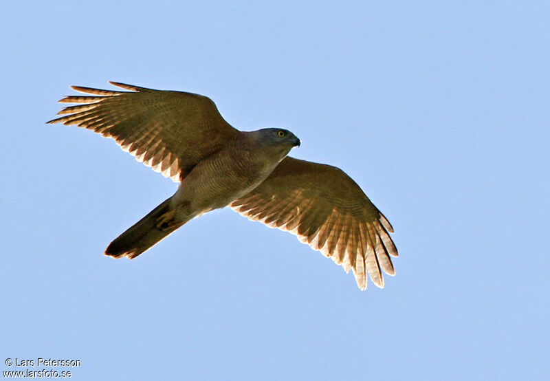 Brown Goshawk