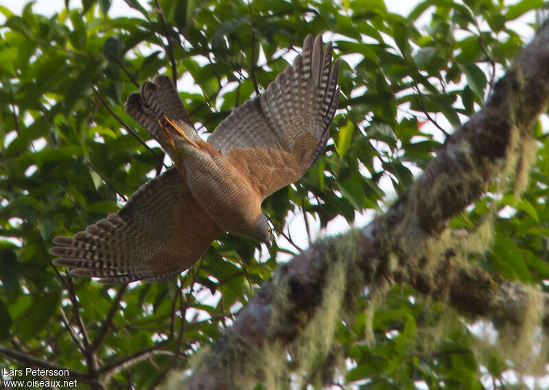 Brown Goshawkadult, Flight