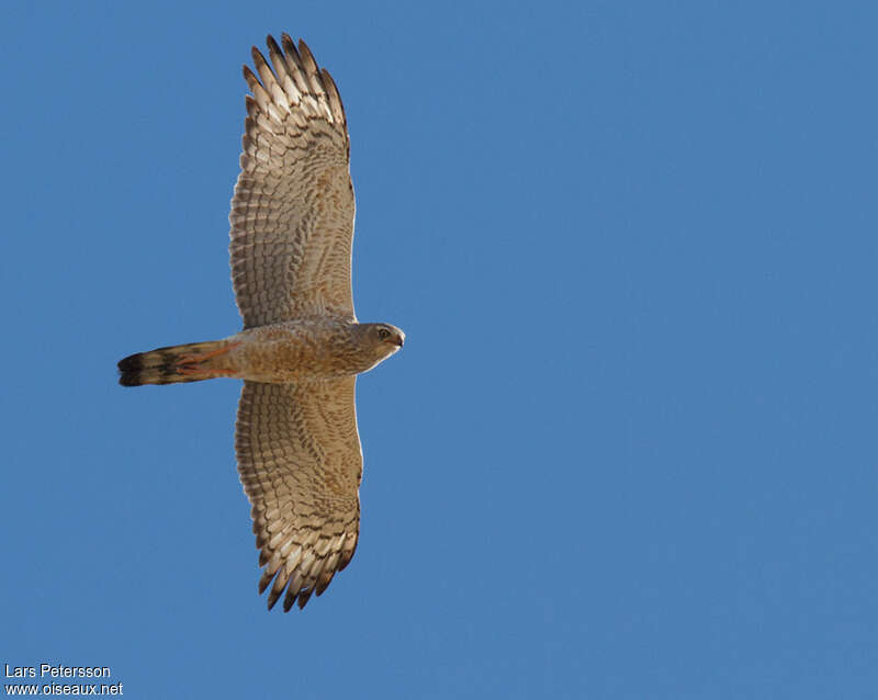 Pale Chanting Goshawkimmature, Flight