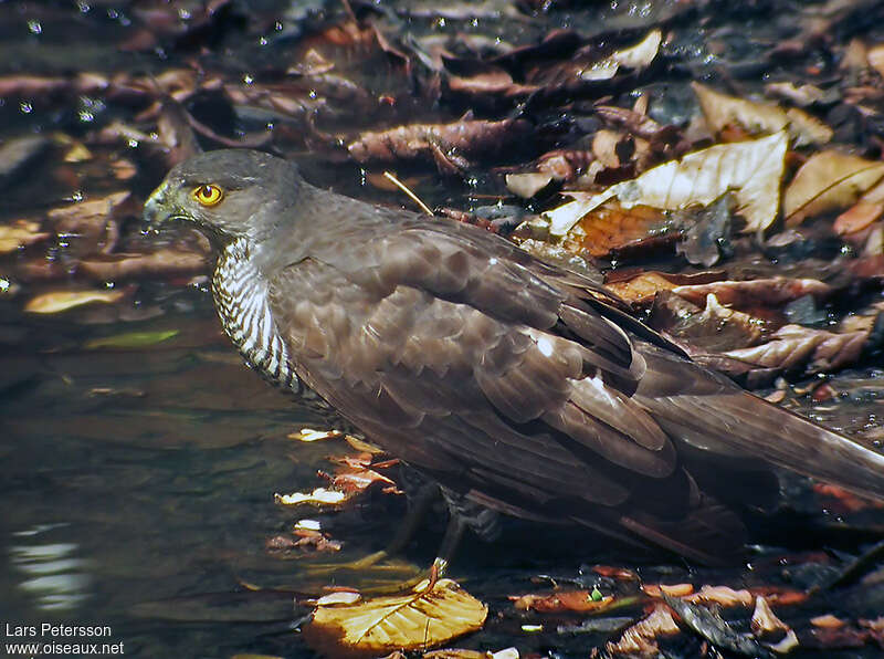 Henst's Goshawkadult, identification