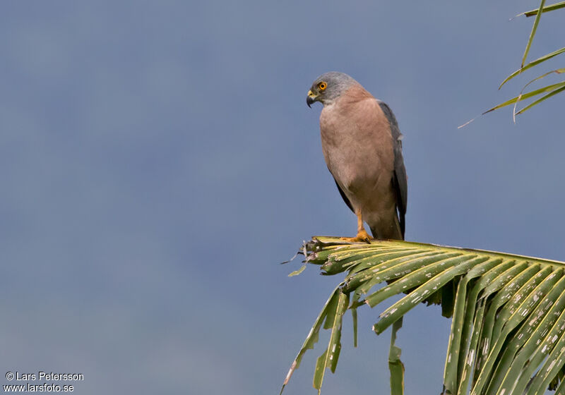 Fiji Goshawk