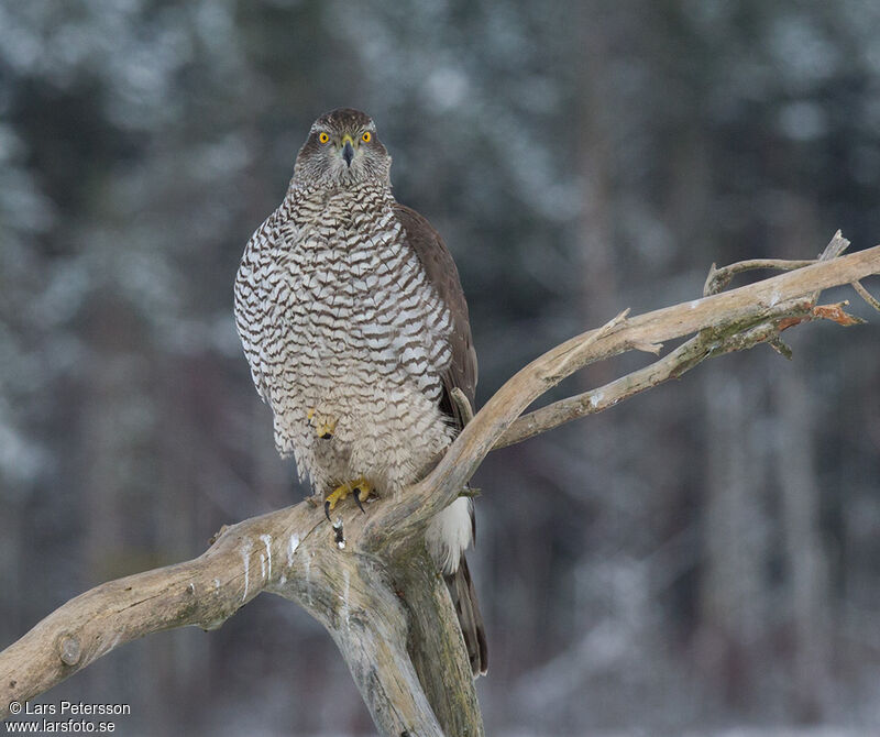 Eurasian Goshawk