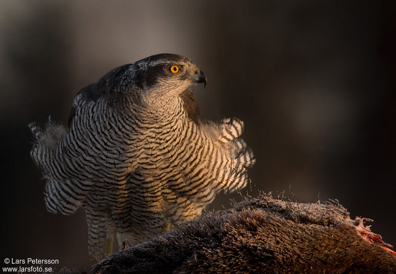 Eurasian Goshawk