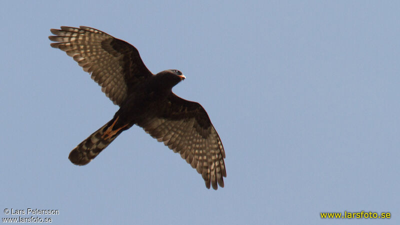 Gabar Goshawk