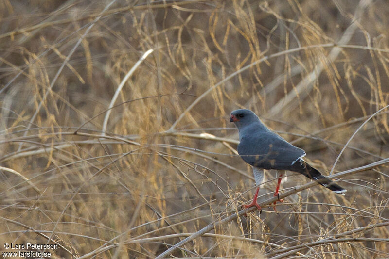 Gabar Goshawk