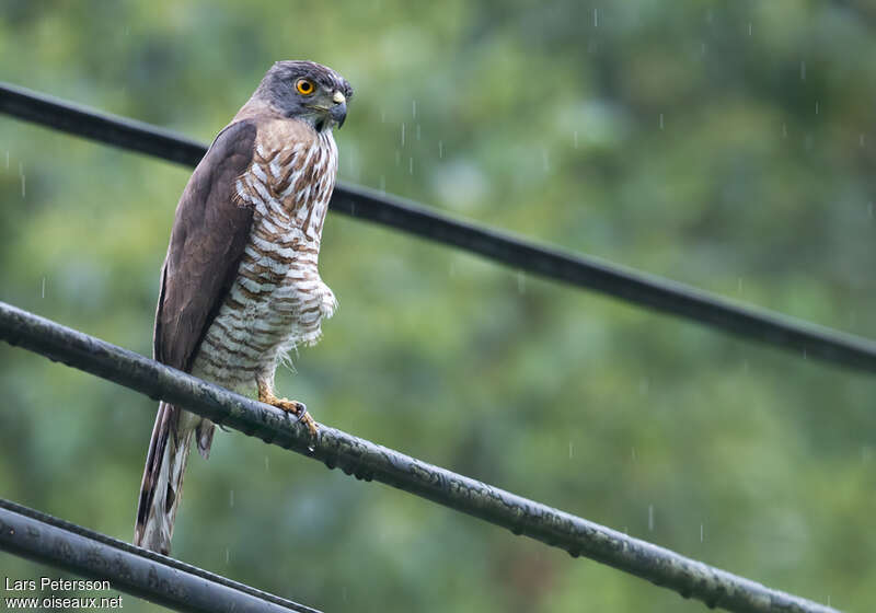 Autour huppéadulte, identification