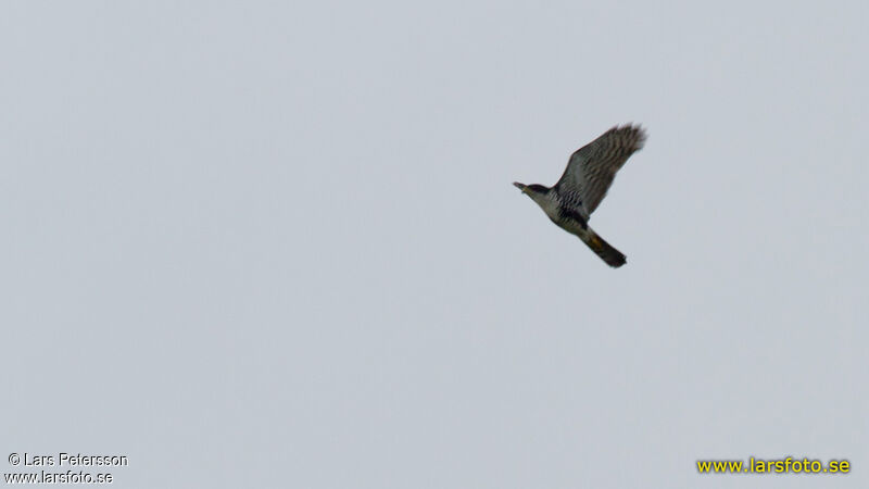 Black Sparrowhawk