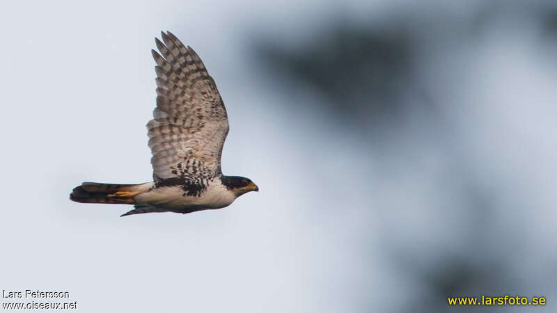 Black Sparrowhawkadult, pigmentation, Flight