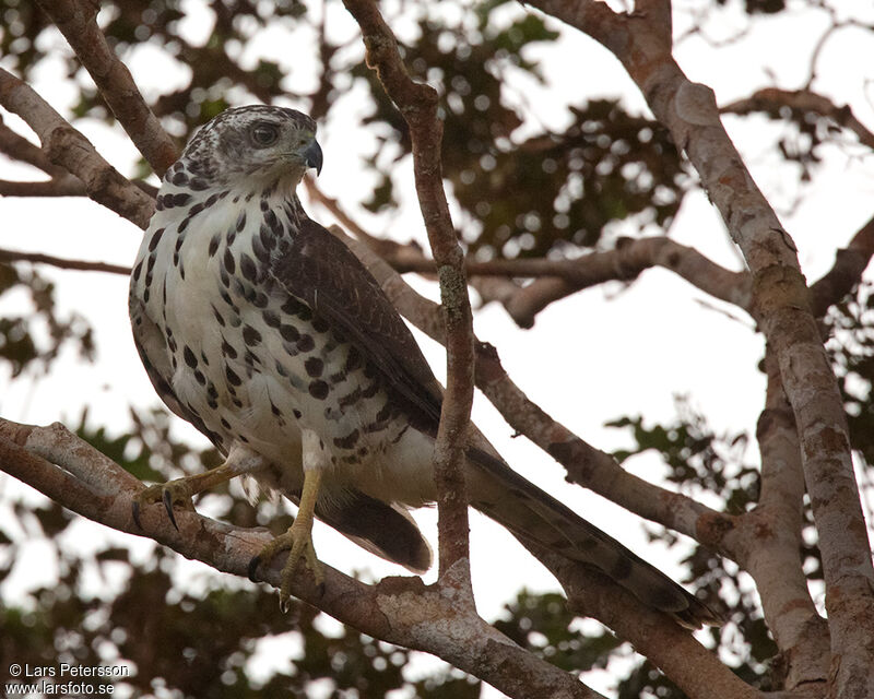 African Goshawk