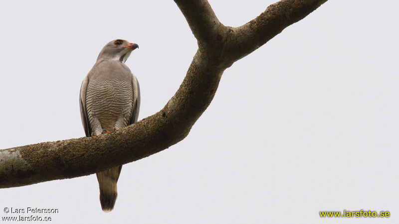 Lizard Buzzard