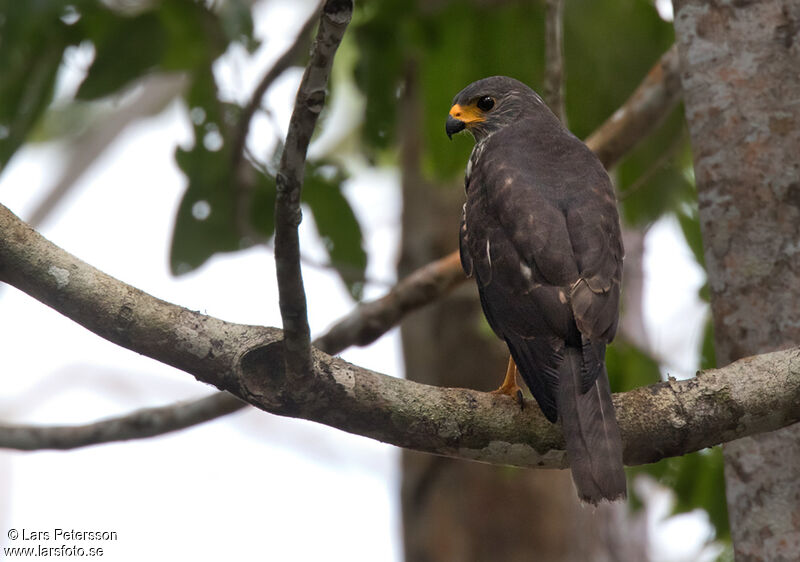 Variable Goshawk