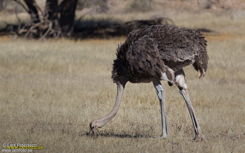 Common Ostrich