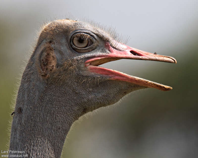 Somali Ostrichadult, close-up portrait