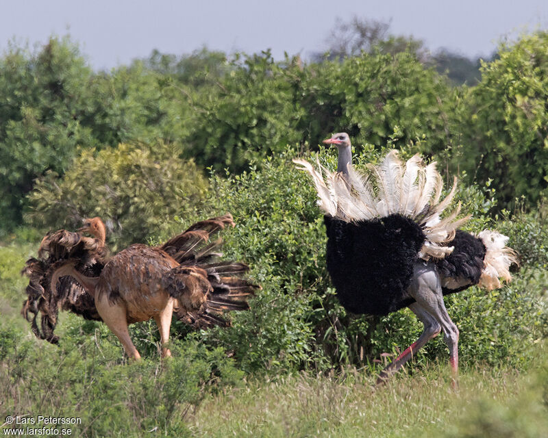 Somali Ostrich