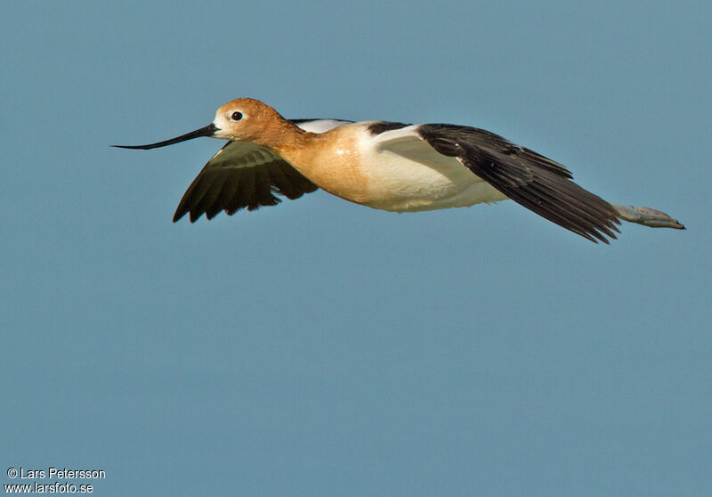 Avocette d'Amérique