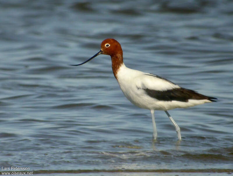 Avocette d'Australieadulte, identification