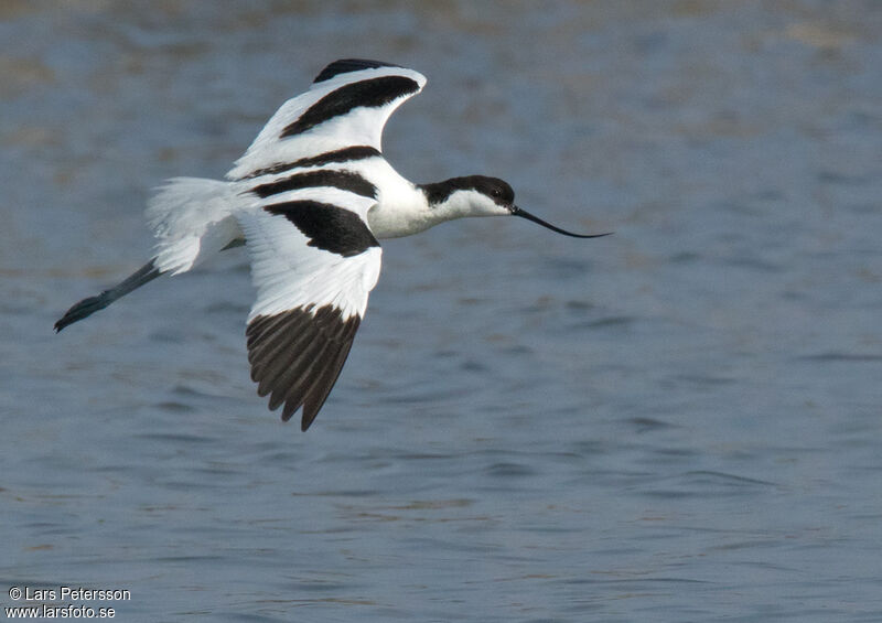 Avocette élégante