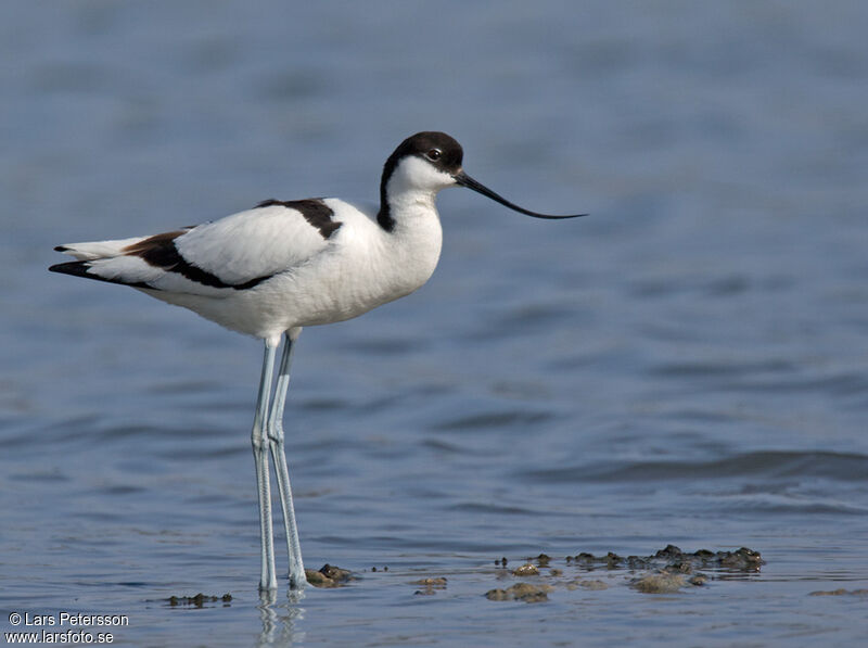 Avocette élégante