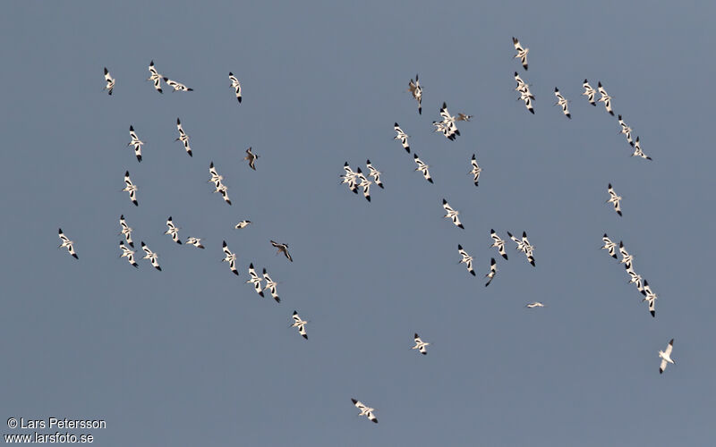 Avocette élégante