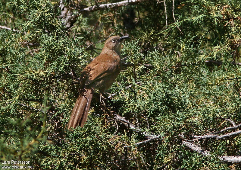 Tibetan Babaxadult, identification