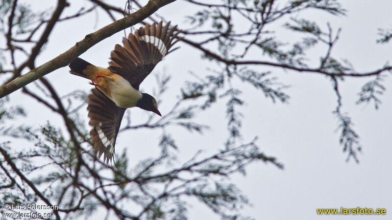 Red-billed Helmetshrike