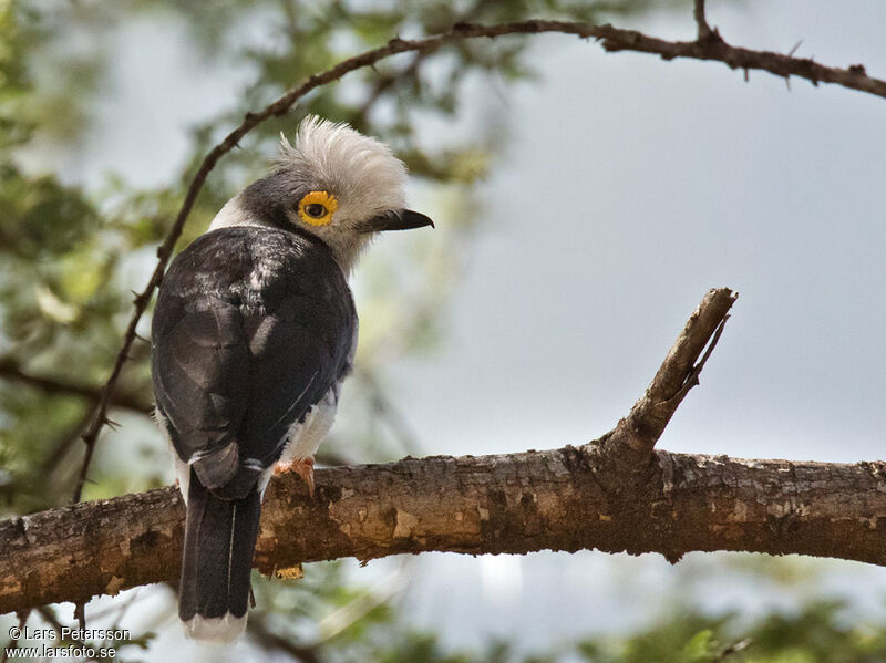 White-crested Helmetshrike