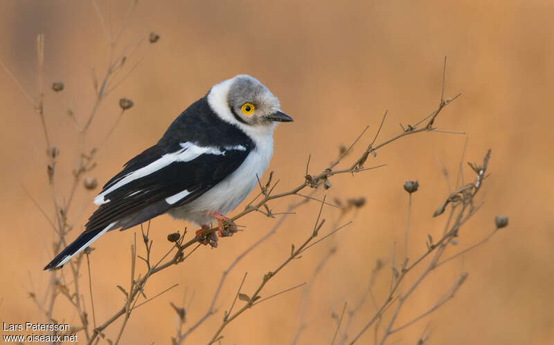 White-crested Helmetshrikeadult, identification