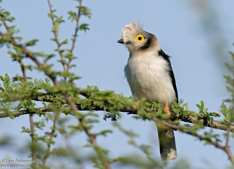 White-crested Helmetshrike