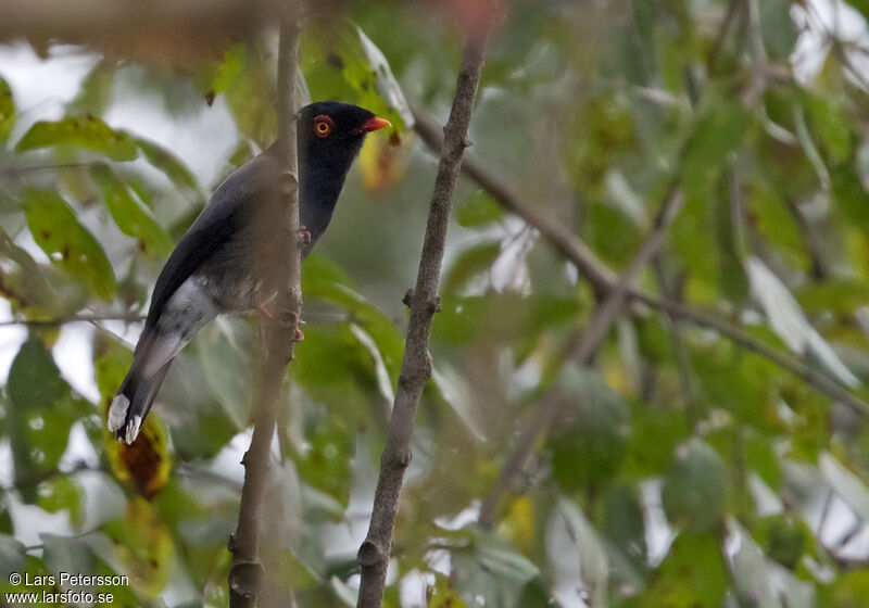 Gabela Helmetshrike