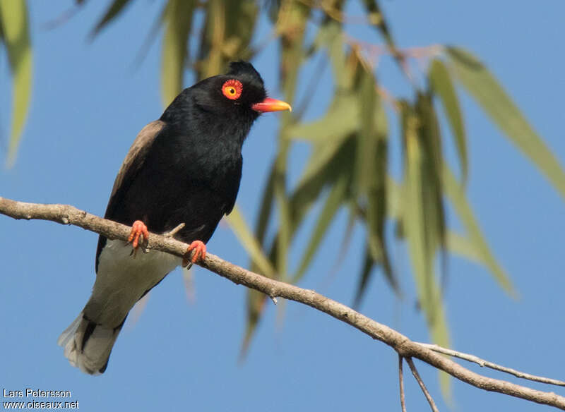 Bagadais de Retzadulte, identification