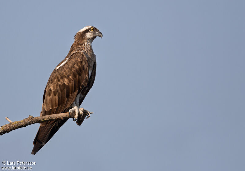 Osprey