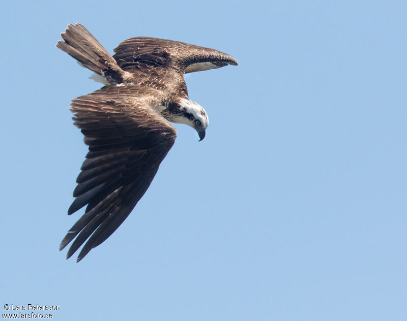 Osprey