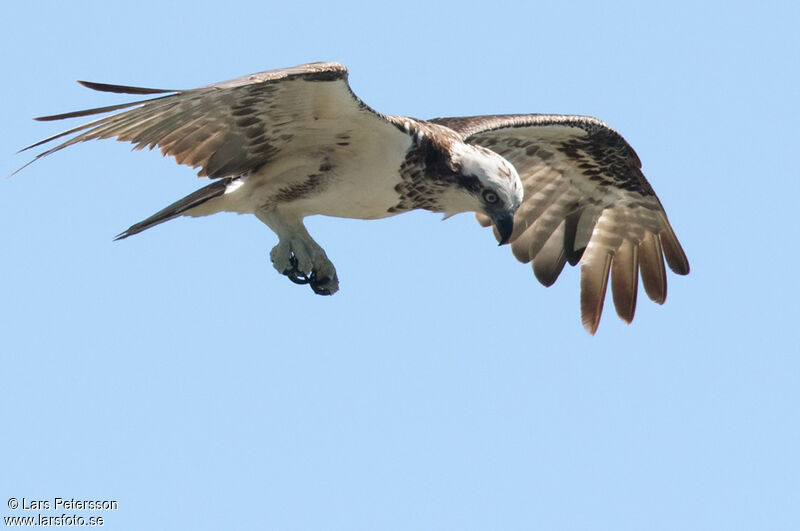 Osprey