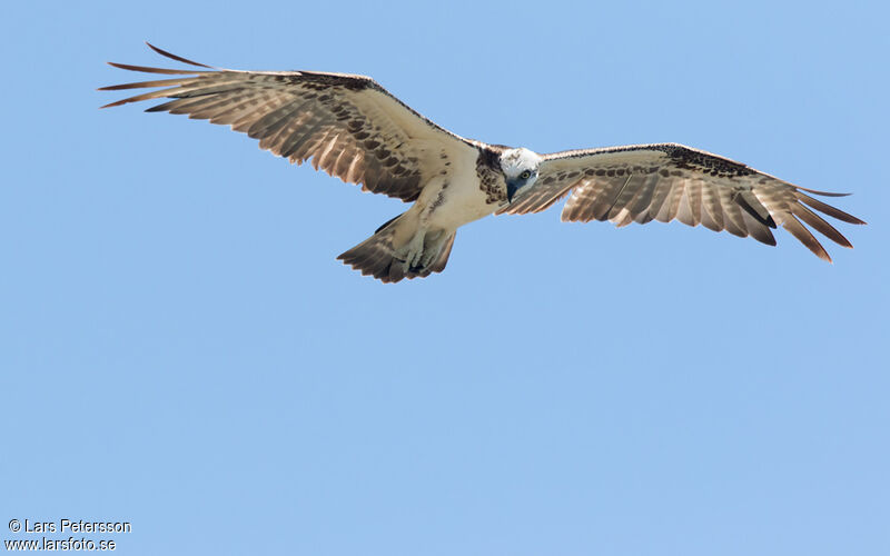 Balbuzard pêcheur