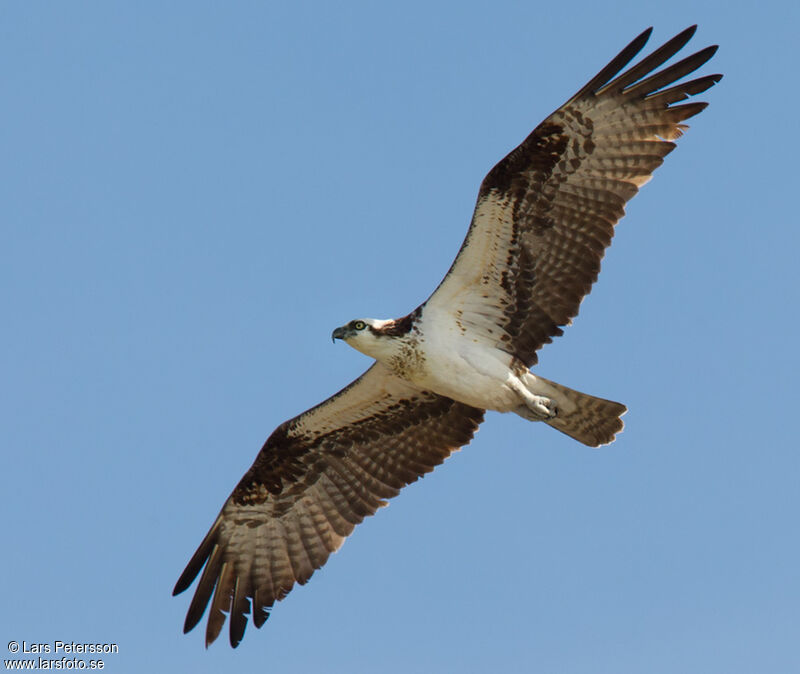 Balbuzard pêcheur