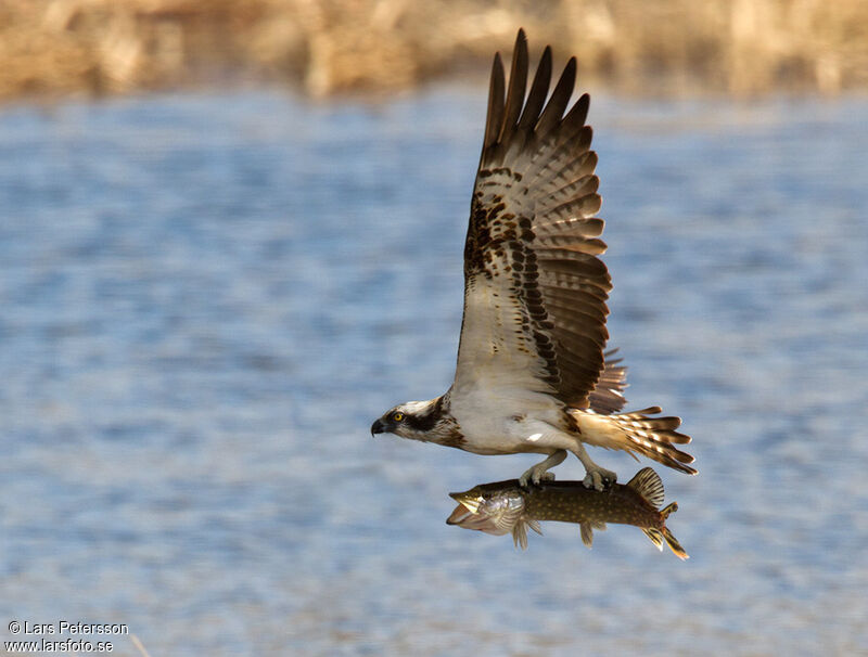 Balbuzard pêcheur