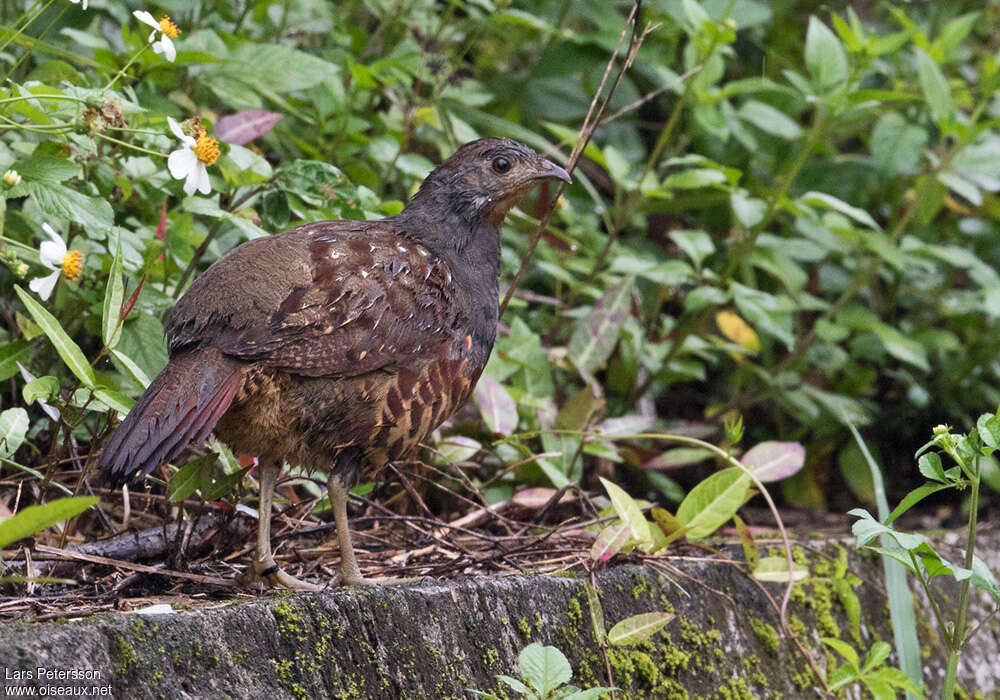 Taiwan Bamboo Partridge