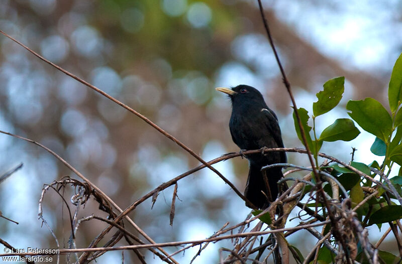 Yellow-billed Nunbird