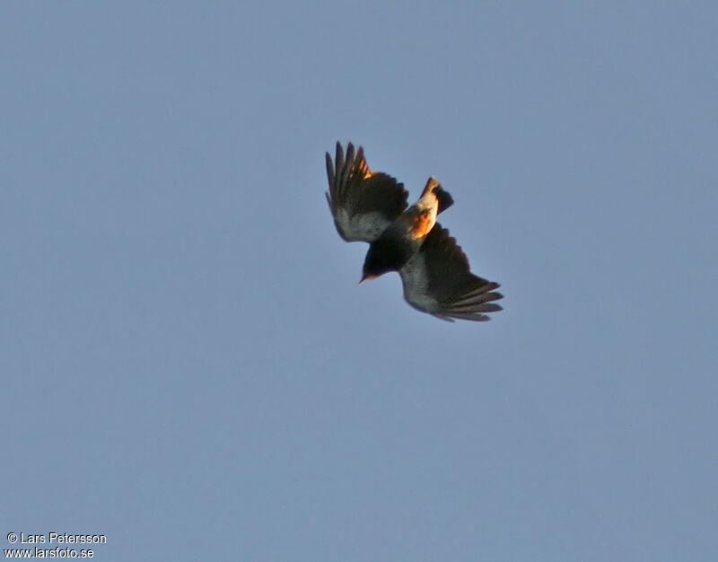 Swallow-winged Puffbird