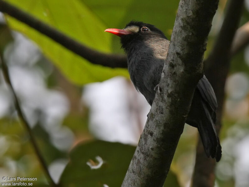 White-fronted Nunbird