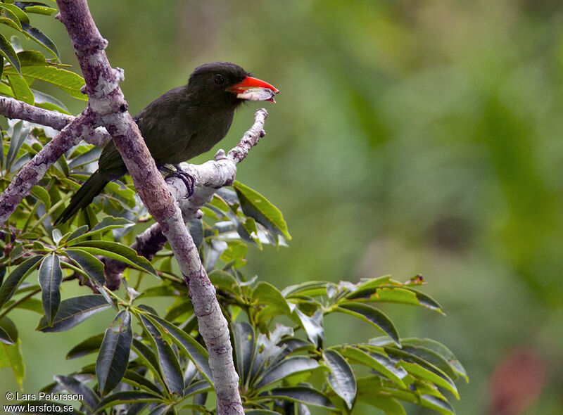 Black-fronted Nunbird