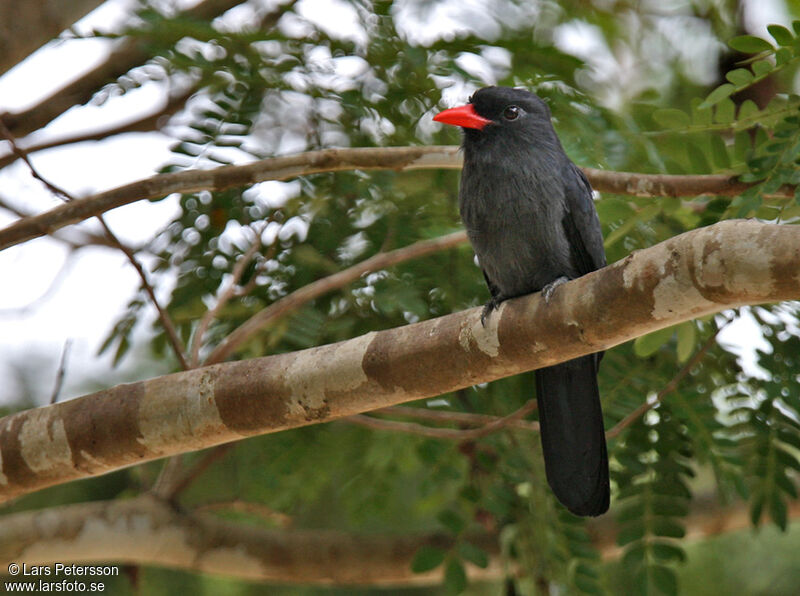 Black-fronted Nunbird