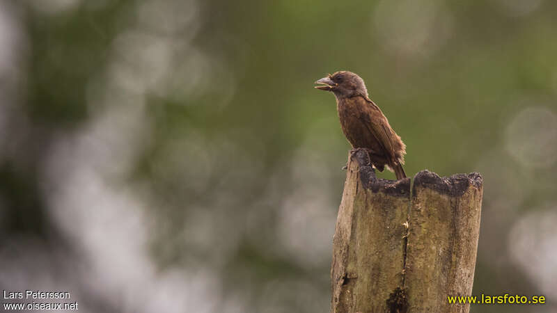 Grey-throated Barbetimmature, identification