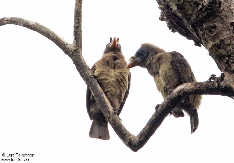 Bristle-nosed Barbet