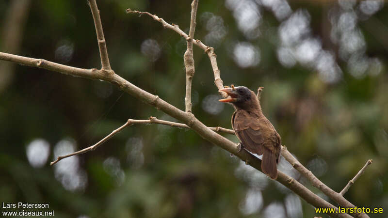 Bristle-nosed Barbetadult