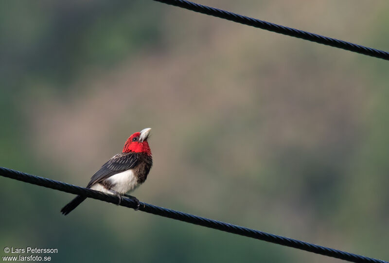 Brown-breasted Barbet