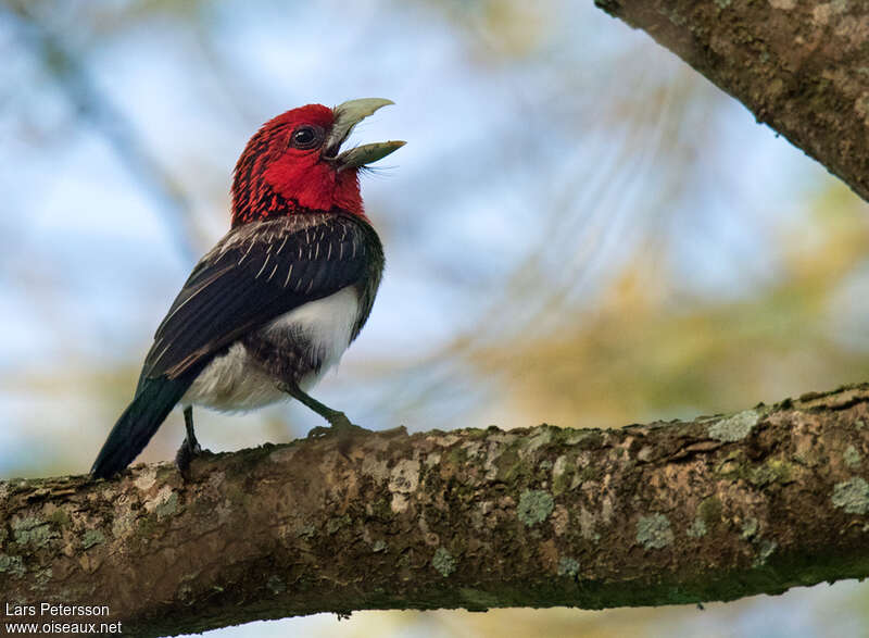 Brown-breasted Barbetadult, identification