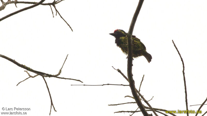 Yellow-spotted Barbet